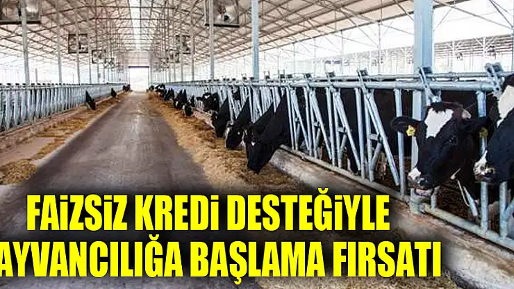 Faizsiz kredi desteğiyle hayvancılığa başlama fırsatı