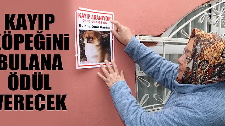 Kayıp köpeğini bulana ödül verecek