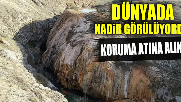 Dünyada nadir görülüyordu, koruma atına alındı