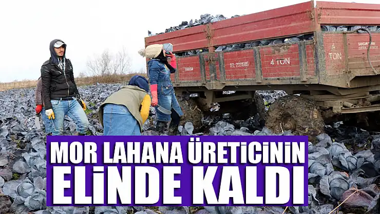 Mor lahana üreticinin elinde kaldı