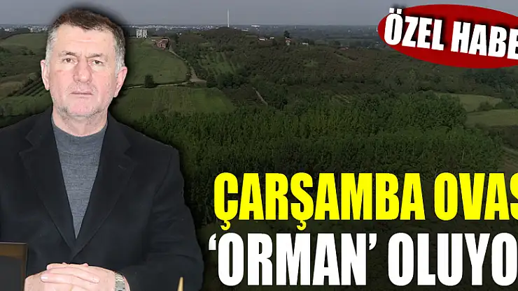 Çarşamba Ovası 'orman' oluyor