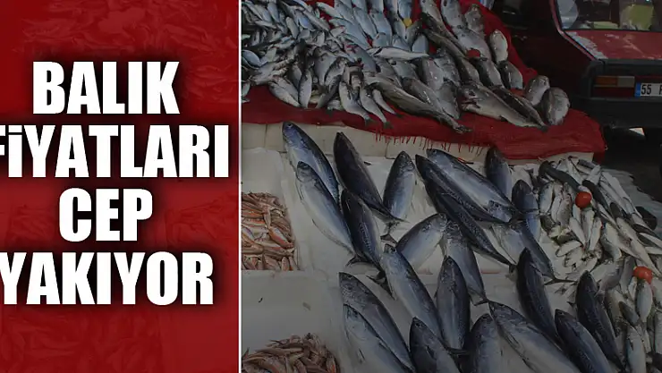 BALIK FİYATLARI CEP YAKIYOR