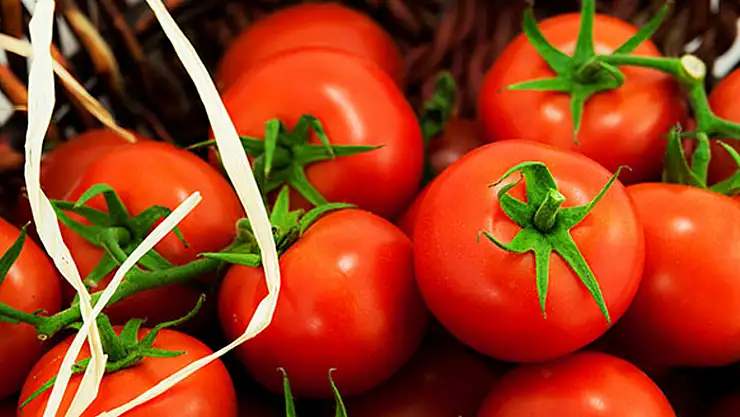 Türk domatesi Rusya vizesini kaptı