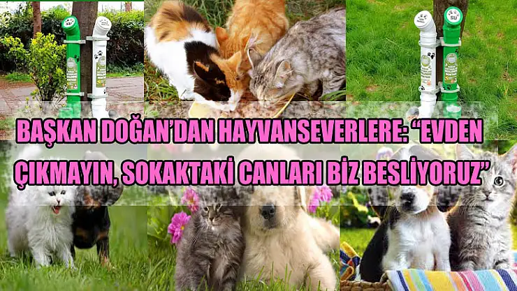 Başkan Doğan'dan hayvanseverlere: 'Evden çıkmayın, sokaktaki canları biz besliyoruz'
