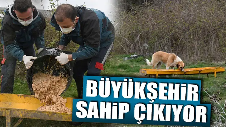 Samsun Büyükşehir, can dostlara sahip çıkıyor