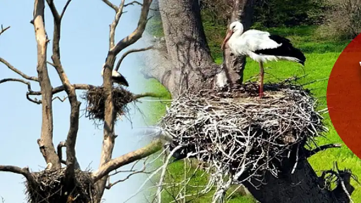 Leylekler yuvalarını kurmaya başladı