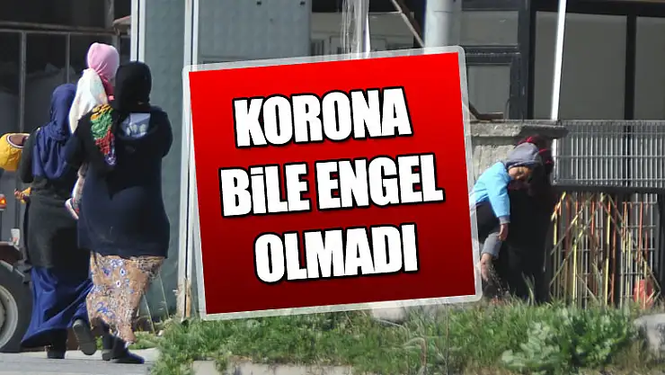  Korona virüsü dilencileri yıldırmadı   