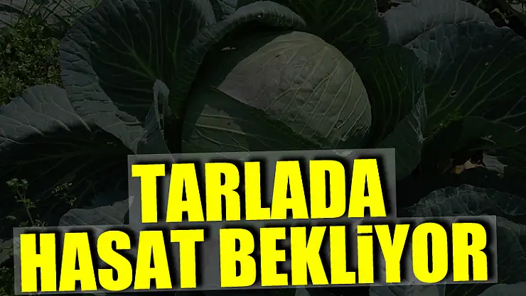 Beyaz lahana tarlada hasat bekliyor