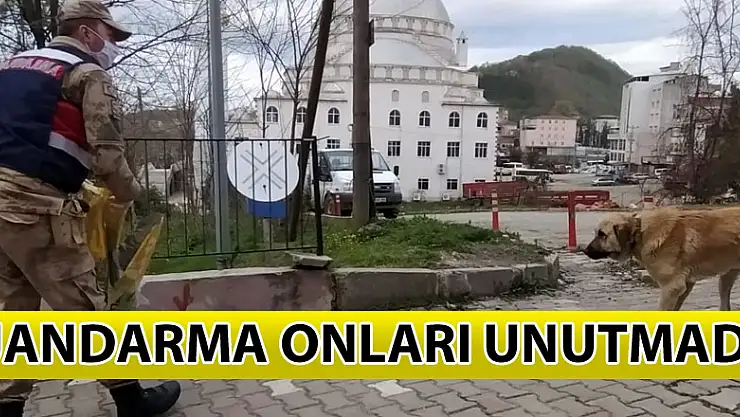 Jandarma  ,virüs nedeniyle  hayvanlara yiyecek bıraktı