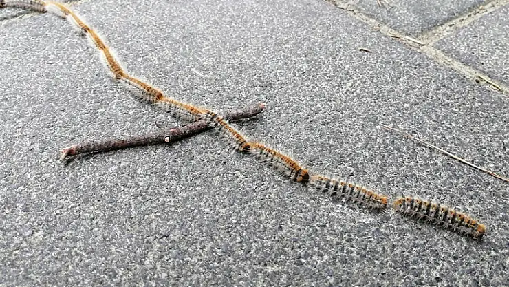 Çam kese tırtılları ilginç görüntüler oluşturdu