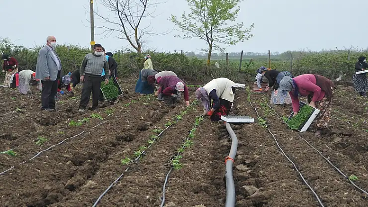  Tarım işçileri korona virüs gölgesinde mesai yapıyor