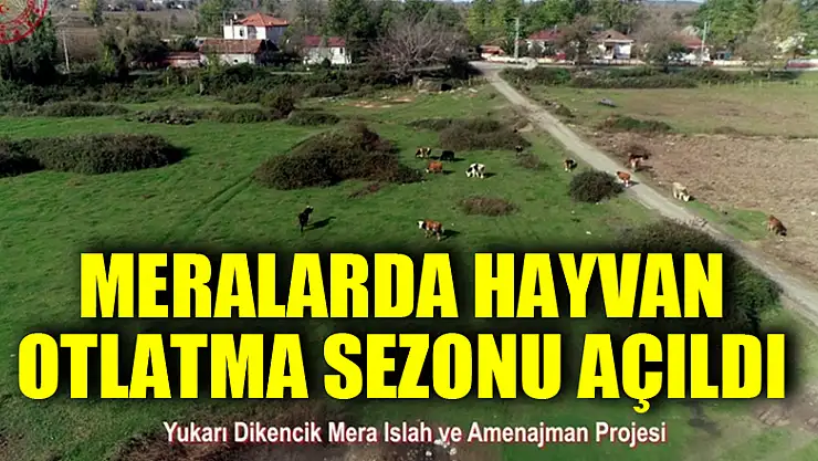 Samsun'da meralarda hayvan otlatma sezonu açıldı