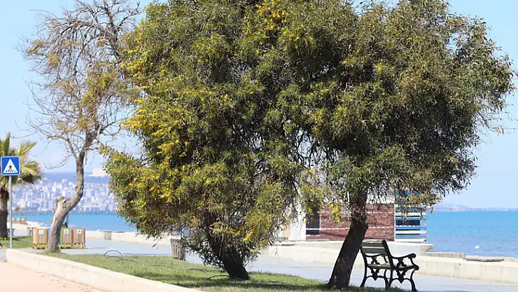 Atakum sahilinde mimoza güzelliği