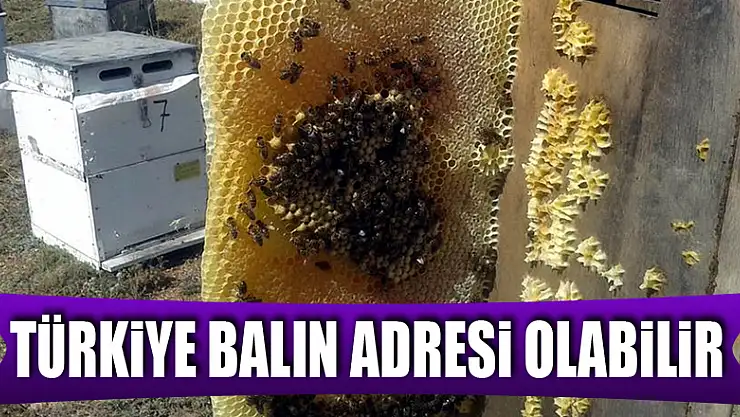 Dünya bal tüketiminde Türkiye'ye yönelebilir