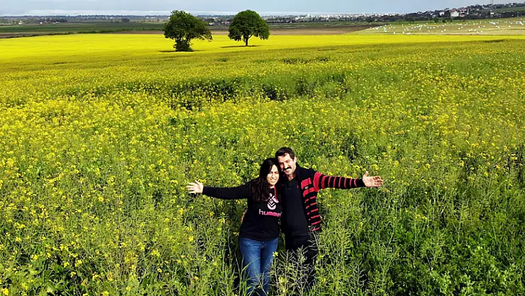 Kanola bahçesinden kartpostallık görüntüler