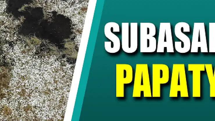 Galeriç Subasar Ormanı'nda 'su papatyası' güzelliği