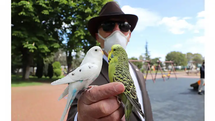 Her yere muhabbet kuşları 'Süslü' ve 'Beyaz' ile gidiyor