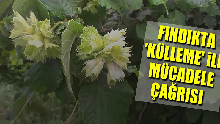 Fındıkta 'külleme' ile mücadele çağrısı
