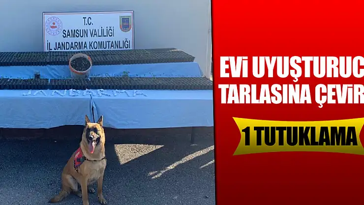 Evi uyuşturucu tarlasına çevirdi