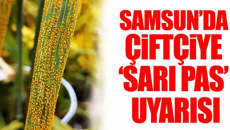 Samsun'da çiftçiye 'sarı pas' uyarısı