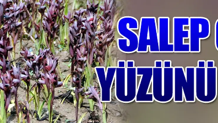 Salep çiftçinin yüzünü güldürdü 