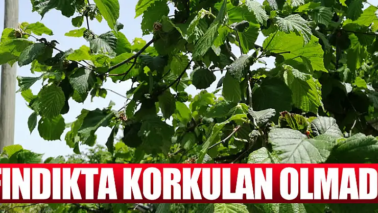 Fındıkta korkulan olmadı