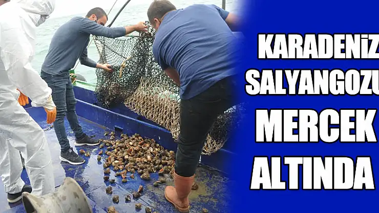 Karadeniz salyangozu mercek altında  