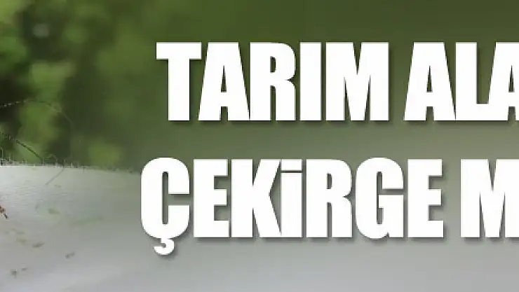Tarım alanlarında çekirge mücadelesi   