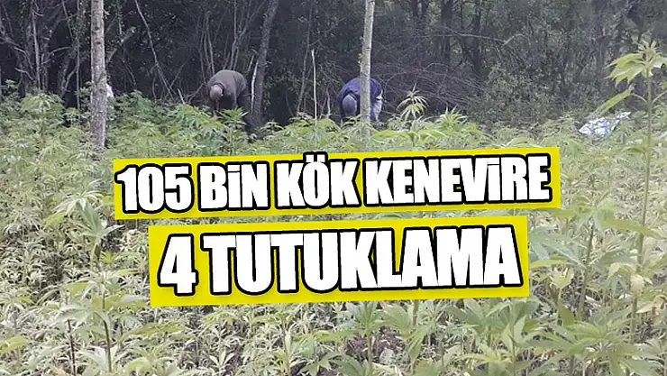 105 bin kök kenevire 4 tutuklama