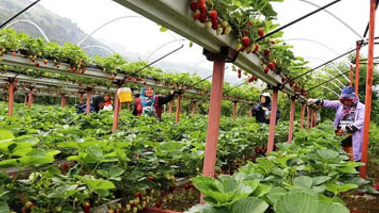 Topraksız çilek tarımıyla birim alandan kazancını dörde katladı