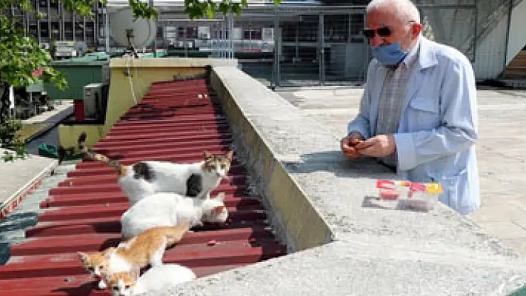 'Kedilerin Dedesi' yasağın ardından hem kedilerine hem işine kavuştu