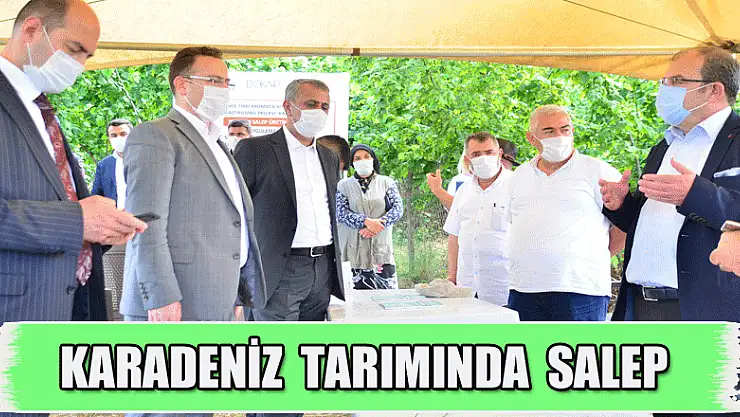 Karadeniz tarımına alternatif ürün: Salep