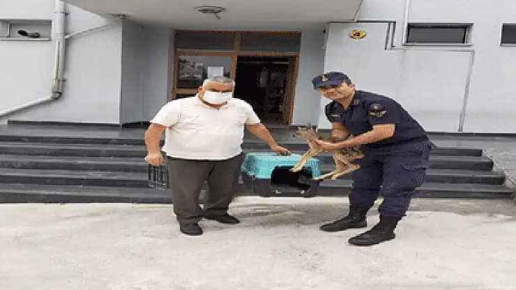 Jandarma karaca yavrusuna sahip çıktı