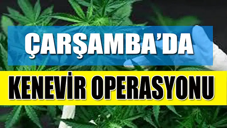 Çarşamba'da 'kenevir' operasyonu