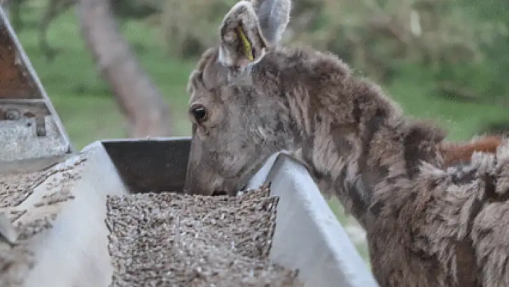 Bir çift geyik 75 geyik oldu