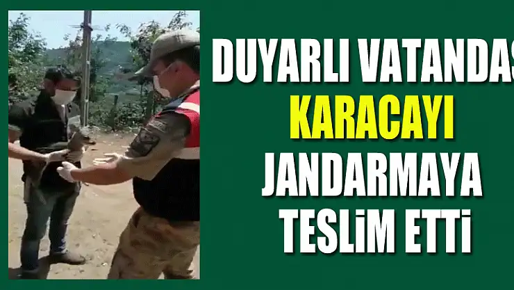 Duyarlı vatandaş karacayı jandarmaya teslim etti