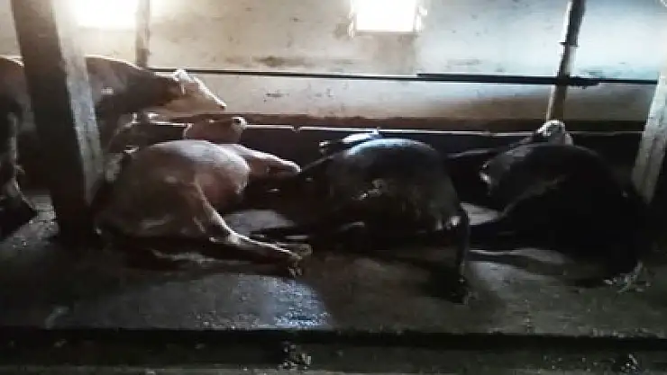 Samsun'da yıldırım ahıra düştü: 4 büyükbaş hayvan telef oldu