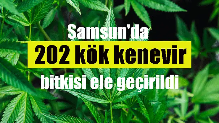 Samsun'da 202 kök kenevir bitkisi ele geçirildi