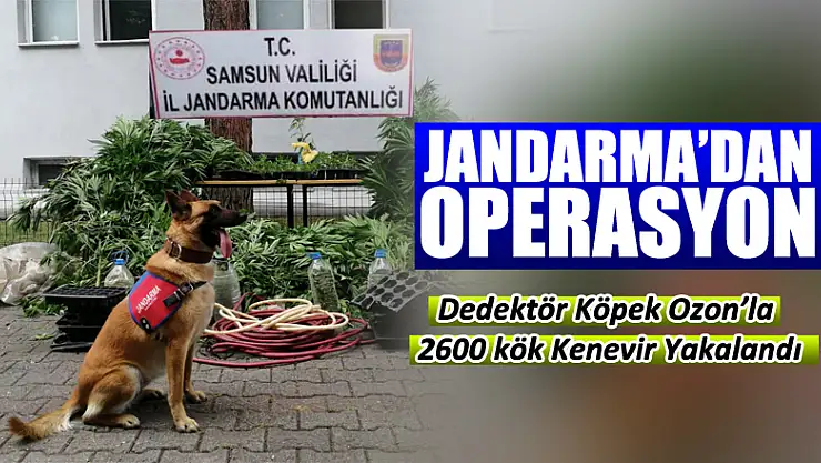 Salıpazarı Jandarma'dan operasyon