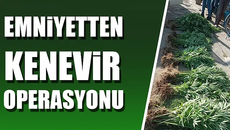 Emniyetten kenevir operasyonu