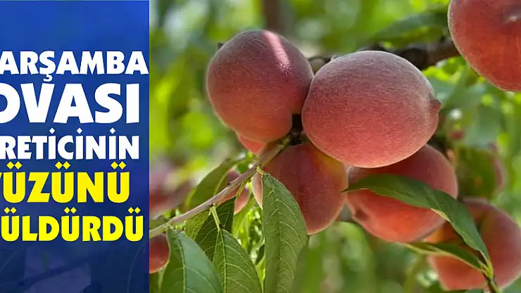 Çarşamba Ovası üreticinin yüzünü güldürdü