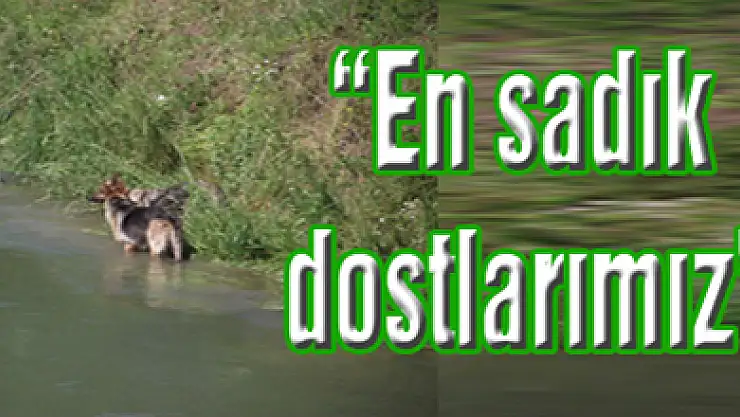 'En sadık dostlarımız'