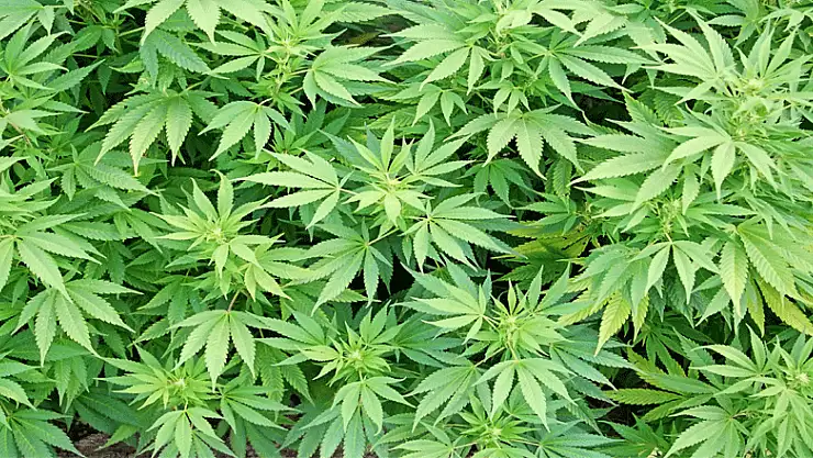 Jandarmanın uyuşturucu operasyonunda 2 tutuklama