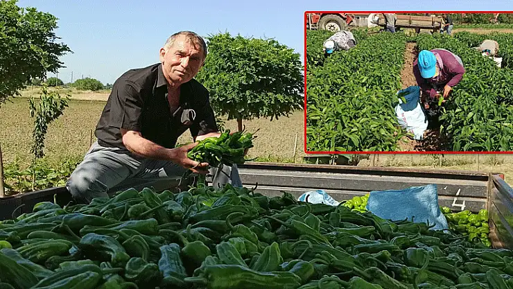 Bafra Ovası'nda yazlık ürün sezonu açıldı