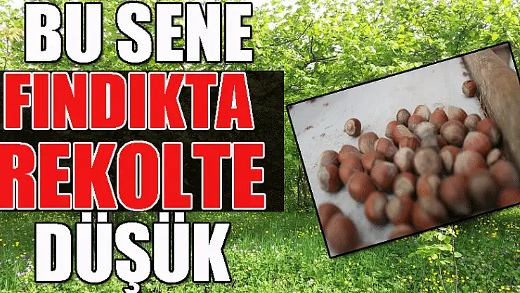 Bu sene fındıkta rekolte düşük