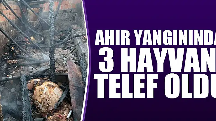 Ahır yangınında 3 hayvan telef oldu