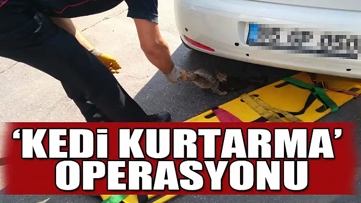 'Kedi kurtarma' operasyonu
