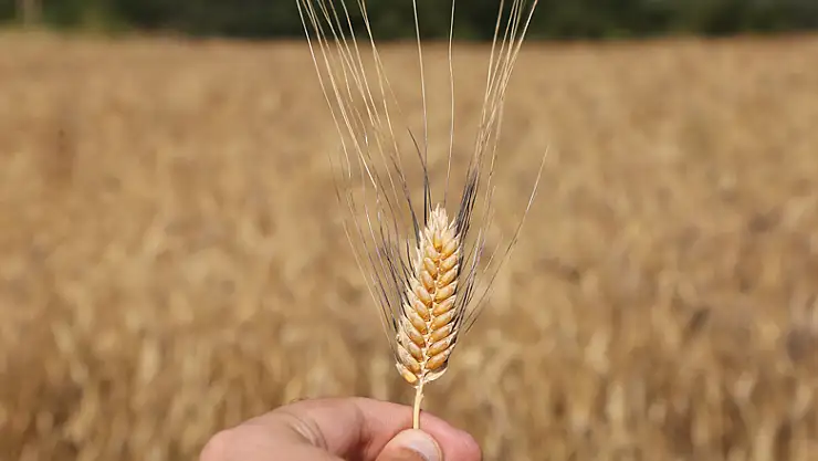 Karakılçık buğdayında ilk hasat yapıldı