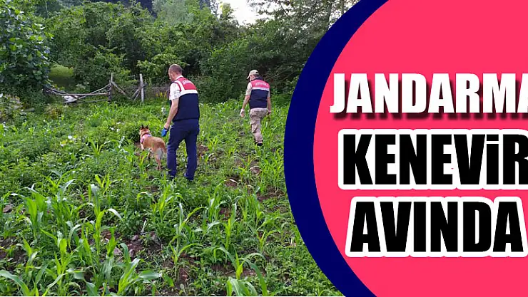 Jandarma Kenevir Avında