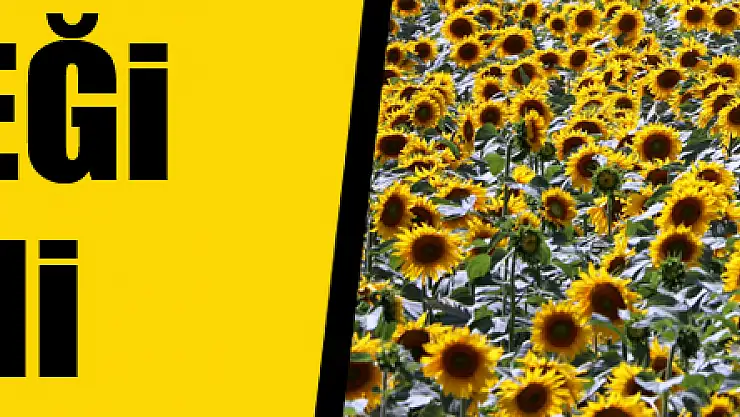 Ayçiçeği şöleni